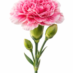 ŒILLETS (Carnations)