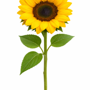 TOURNESOL