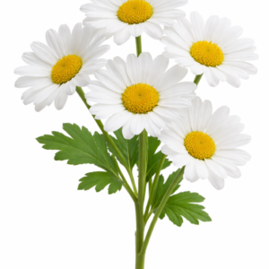 Chrysanthème Singles