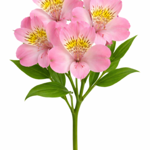 ALSTROEMERIAS