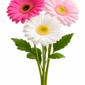GERBERAS
