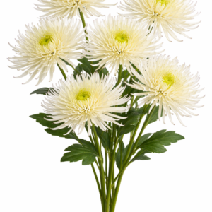 Chrysanthème Fuji Spider