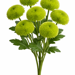 Chrysanthèmes pompon